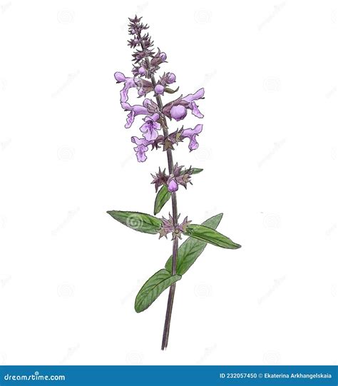 Marsh Woundwort Stachys Palustris Or Hedge Nettle Medicinal Plant