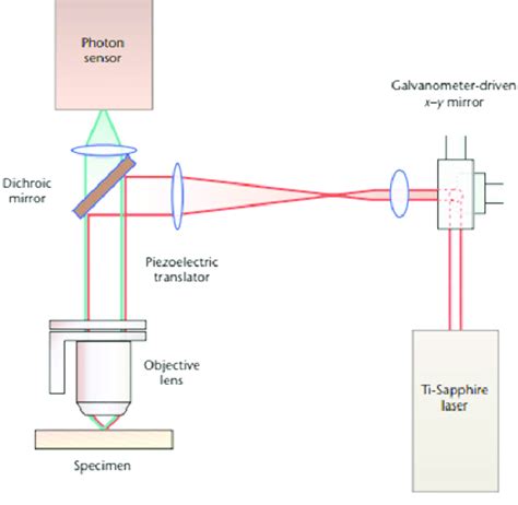 Schematic of two-photon microscopy system [111]. | Download Scientific ...