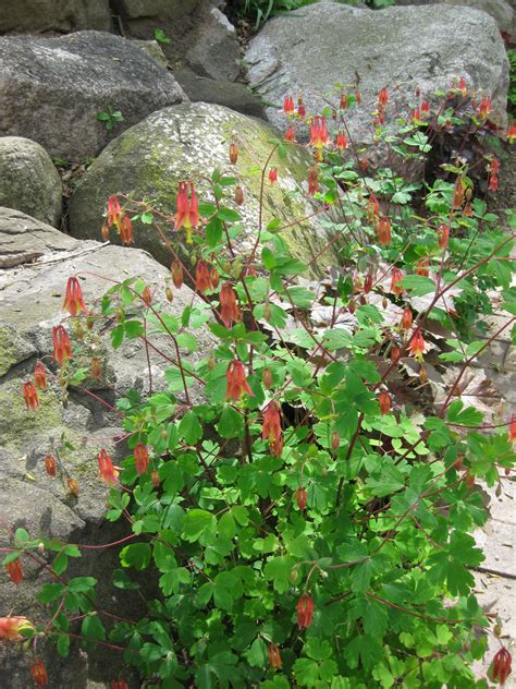 Aquilegia canadensis09 | Rotary Botanical Gardens