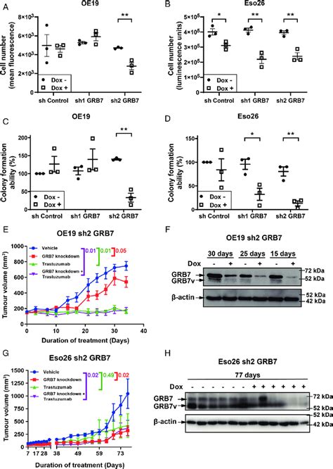 GRB7 Knockdown In OAC Cell Line Xenografts Attenuates Tumour Growth