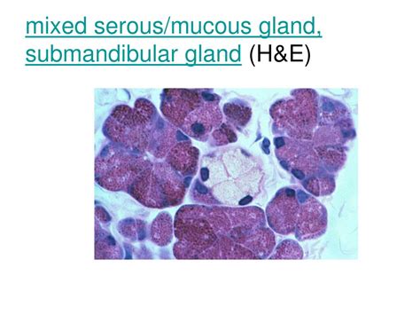 Ppt Glandular Epithelium Powerpoint Presentation Free Download Id