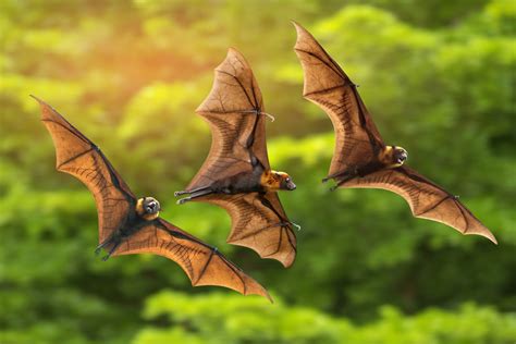 Vampire bats hunt for food with their friends - Earth.com