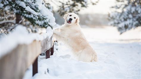 Golden retriever oparty o płot