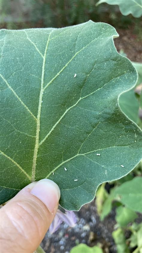 Strange sighting on my eggplant today🍆 : r/gardening