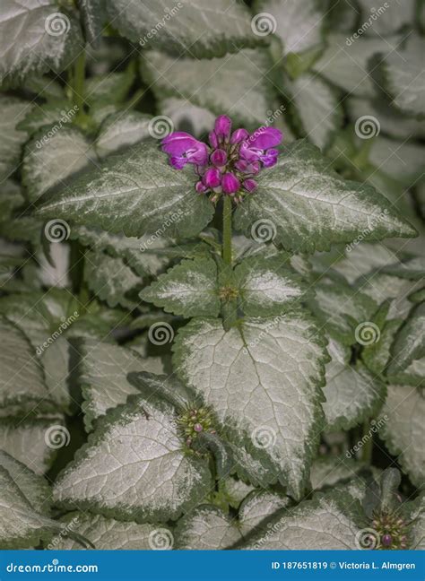 Spotted Dead Nettle Ground Cover in Bloom Stock Image - Image of cover