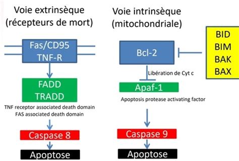 Ue Vie Cellulaire Flashcards Quizlet