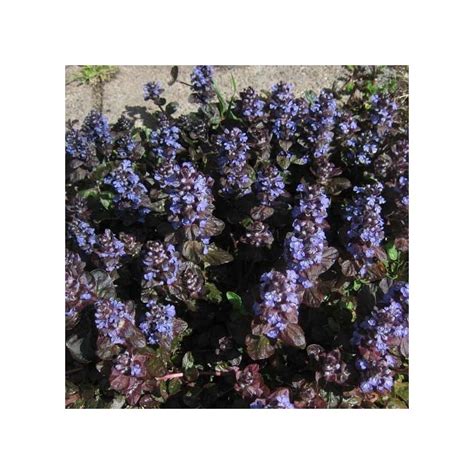 Ajuga Reptans Atropurpurea