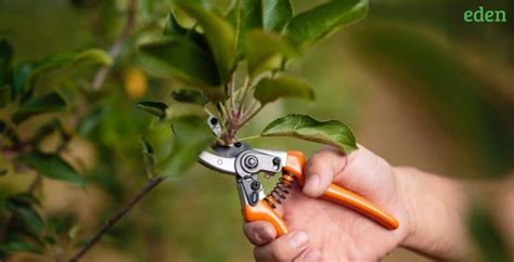 Pruning the Apple Trees: How and Why? | Eden Lawn Care and Snow Removal