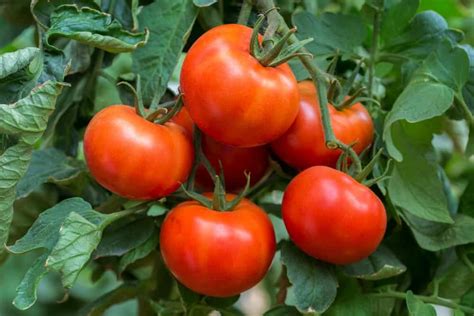 40 Different Types Of Tomatoes