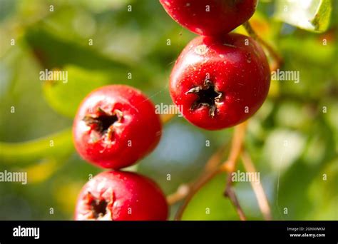 Haws Hi Res Stock Photography And Images Alamy