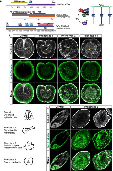 Figures And Data In Germ Layer Specific Regulation Of Cell Polarity And