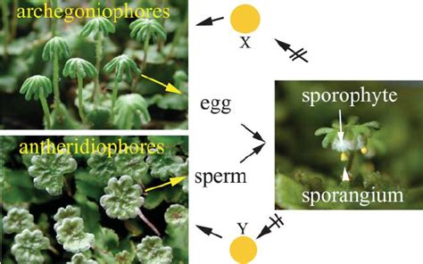 The Life Cycle of the Liverwort Marchantia polymorpha . | Download ...