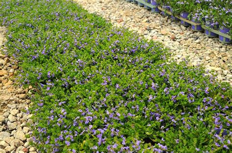 Waterwise Plant Details