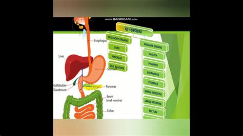 Digestive System In Urdu Hindi Rocco YouTube