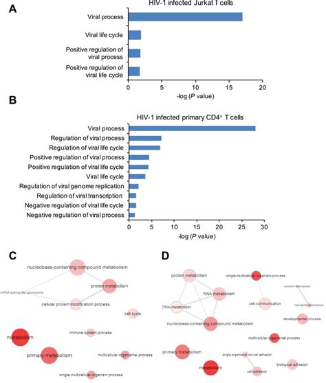 N6 Methyladenosine Of Hiv 1 Rna Regulates Viral Infection And Hiv 1