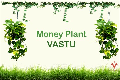 Vastu For Money Plant And Its Placement And Tips By Appliedvastu Atelier Yuwaciaojp