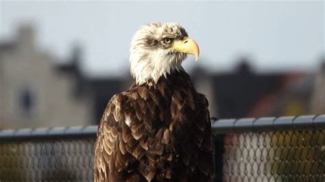 Amerikaanse Zeearend American Bald Eagle Youtube