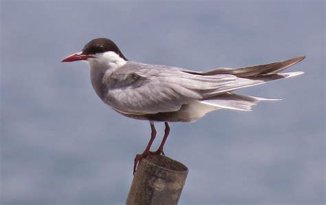 Birding for a Lark: Fujairah and Dibba beaches, UAE