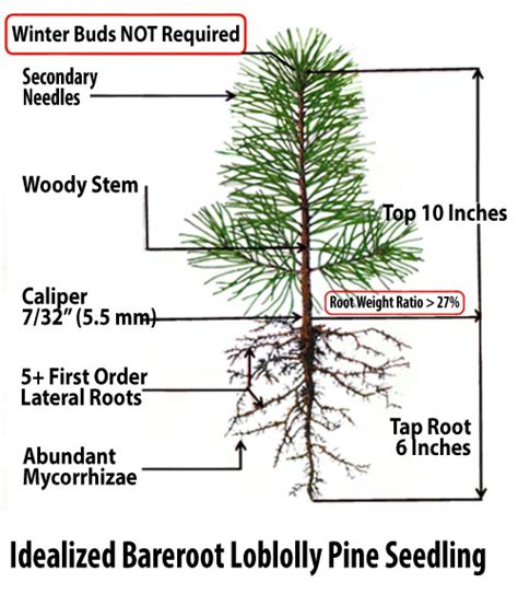 Pine Seedling Root Quality Treelines December St Edition