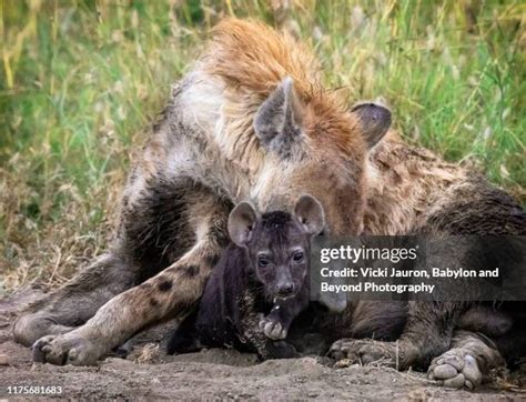 59 Hyena Family Stock Photos, High-Res Pictures, and Images - Getty Images