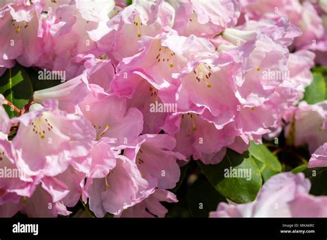 Close Up Of Pink Flower Trusses Of A Rhododendron Bow Bells Plant