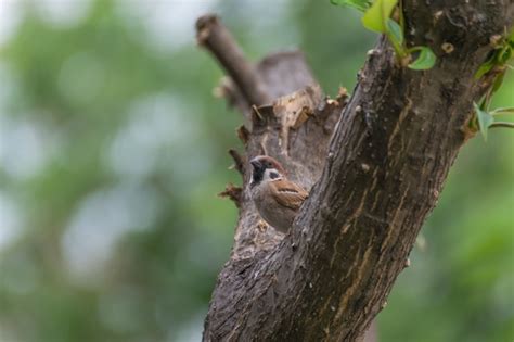 P Jaro Gorri N De Rbol Eurasi Tico Encaramado En Un Rbol En El