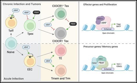 Swi Snf Chromatin Remodeling Complexes As Key Regulators Of Cd T Cell