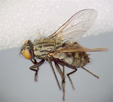 Ravinia Pernix Pinned Female Kenfig Dunes Glamorgan Flickr