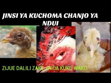 Jinsi Ya Kuchoma Chanjo Ya Ndui Kwa Kuku YouTube