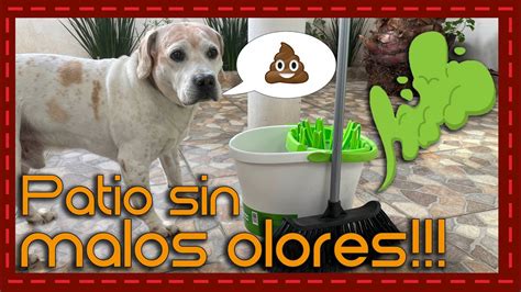 Como Quitar El Mal Olor De Orina De Perro En La Casa At Robert Lesley Blog