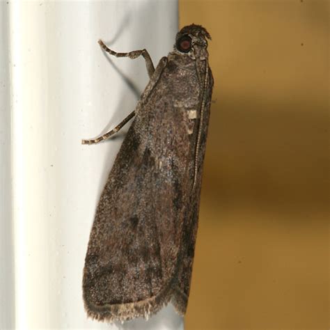 Pyralid Moth Bugguidenet