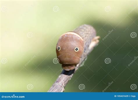 Caterpillar With Eyes Looking At Viewer Stock Image Image Of Close Eyes 105431639