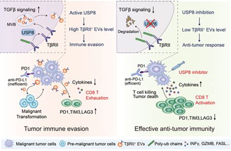 USP8 Promotes Cancer Progression And Extracellular Vesiclemediated CD8