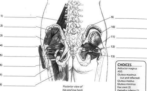 posterior view of hip and lower back Diagram | Quizlet