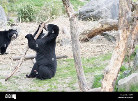 Black bear cubs fighting and playing with each other Stock Photo - Alamy