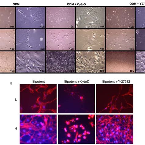 A Alkaline Phosphatase Staining And Quantification Low Density Seeded