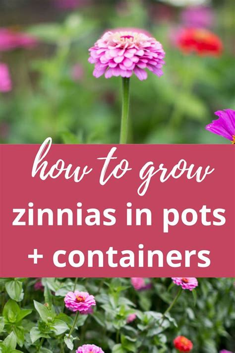 How To Grow Zinnias In Pots And Containers In Zinnias Grow