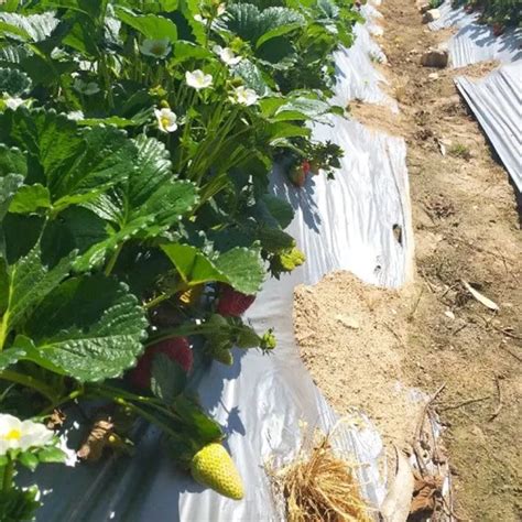 Customized Agricultural Black And Silver Plastic Mulching Film