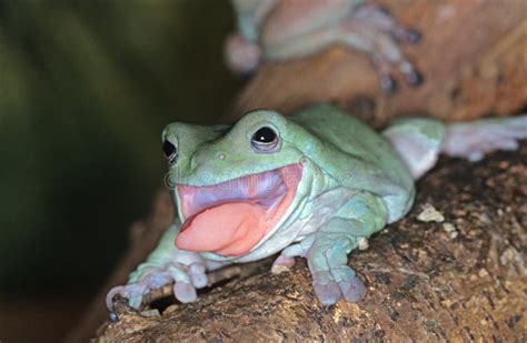 Frog Tongue