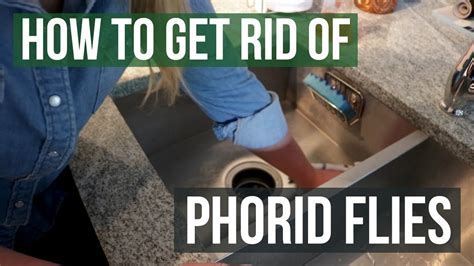 Phorid Fly Control: How To Get Rid of Phorid Flies