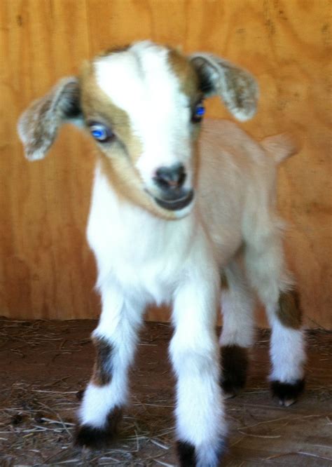 Our Blue Eyed Billy Goats Animals Lamb