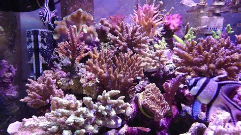 Radion G Pro Sps Reef Tank Youtube