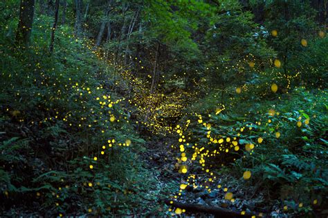 Visit The Firefly Sanctuary Escapadas