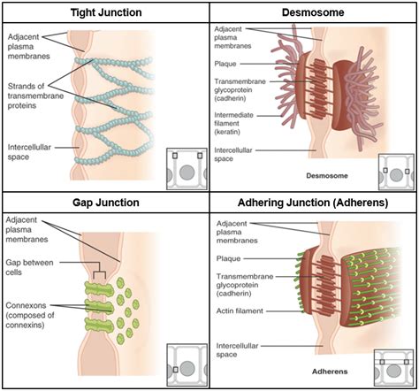 Module 1 Tissues I Epithelial And Connective Anatomy 337 EReader