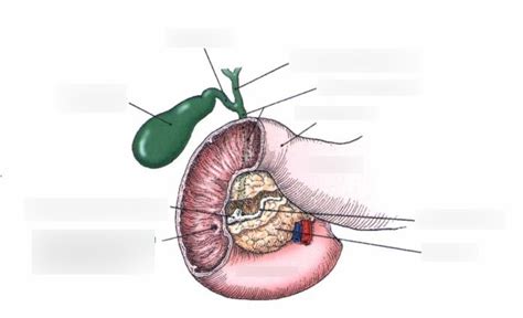 Rad Contrast Digestive System Duodenal Loop Anatomy Diagram Quizlet