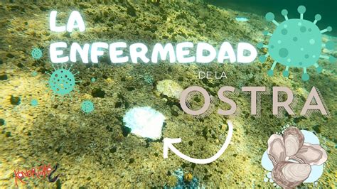 La Enfermedad De La Ostra Casi Desaparecen Especial