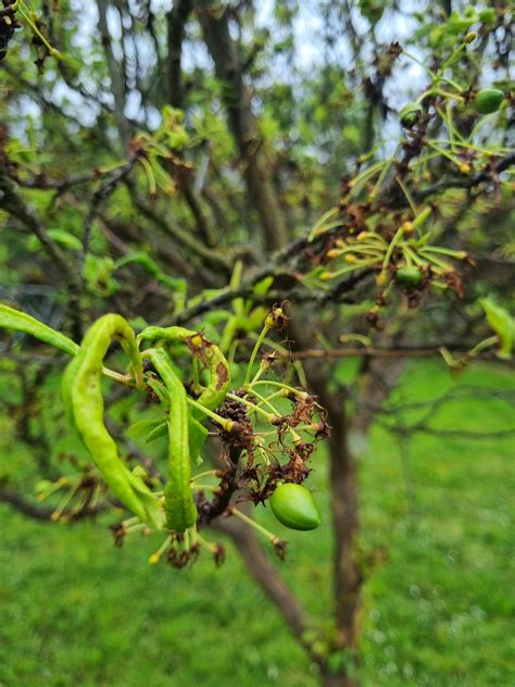 ID for this potential stone fruit tree? : r/GardeningAustralia