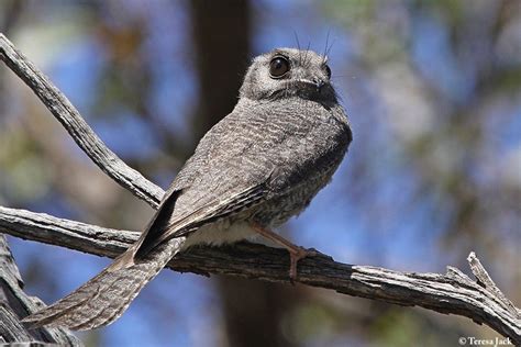 Owlet-nightjar - Birds SA