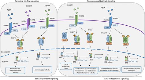 Frontiers Canonical And Non Canonical Aspects Of Jakstat Signaling Lessons From Interferons