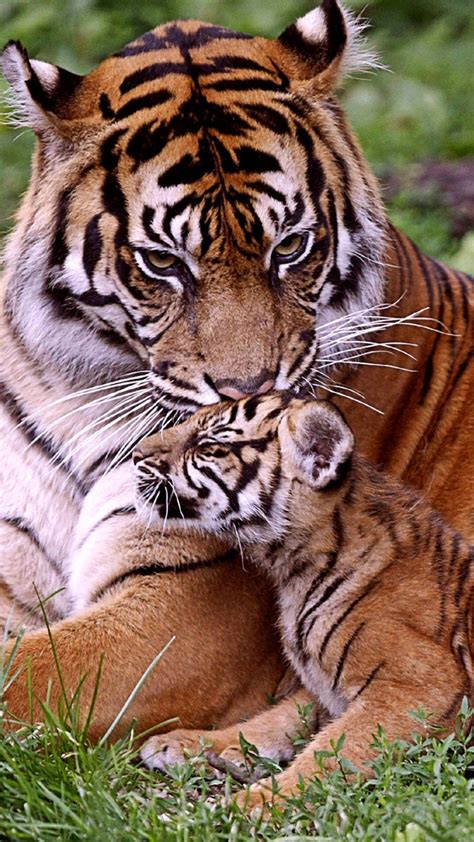 Tiger Cub Wallpapers - Top Free Tiger Cub Backgrounds - WallpaperAccess